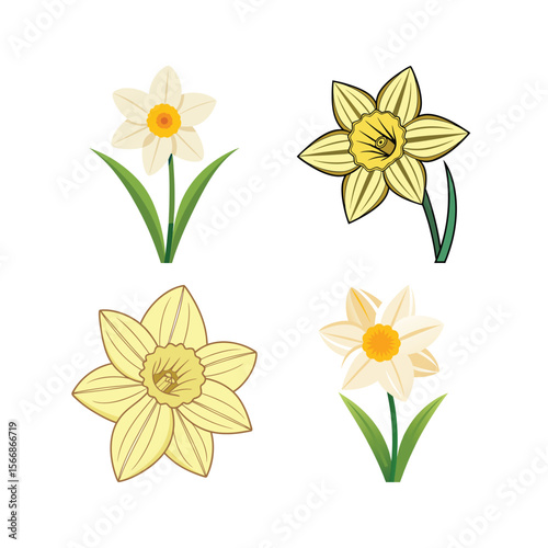 Four Daffodil Flower Illustrations in Yellow and White on White Background