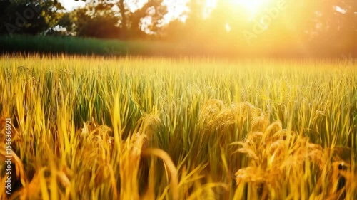 Golden paddy rice field, sunlight on ripe rice plants, agriculture background, abundance of grain crops, organic farming texture, close up of stalks