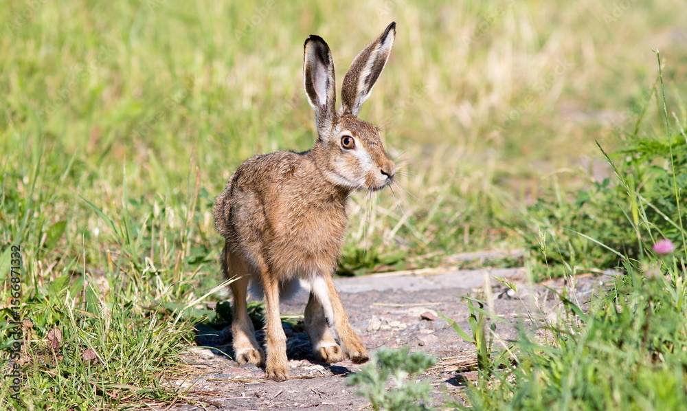 Fototapeta premium young deer in the grass