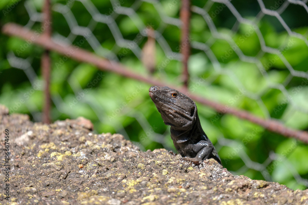 Obraz premium Curious lizard peeks out from behind the rocks. Funny Tenerife lizard resting on a textured rock in natural outdoor setting. Gallotia galloti reptile has dark scales with blue markings