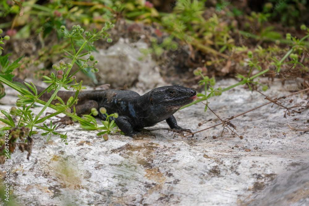 Fototapeta premium Close-up of Tenerife lizard is a textured rock in natural outdoor setting. Gallotia galloti reptile has dark scales with blue markings and is surrounded by a soft, blurred green background. 