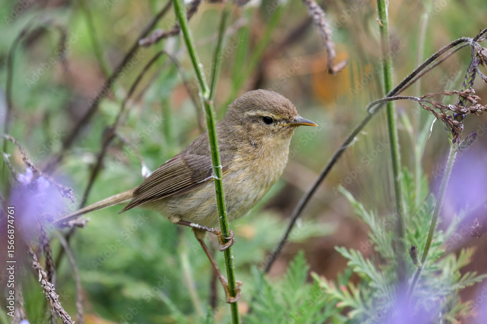 Obraz premium common chiffchaff, Phylloscopus collybita bird sitting on thin blade of grass on flowers background. nature of the canary islands, tenerife. Small greenish-brown bird in wild nature 