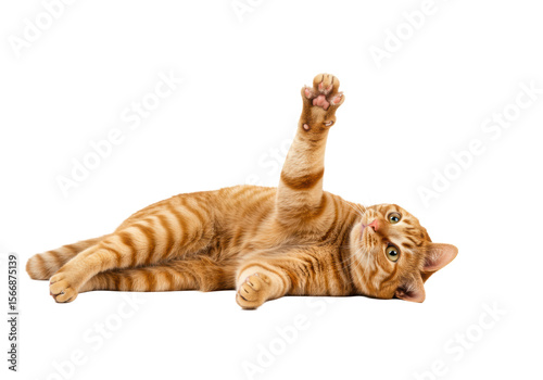 Vibrant young adult orange mackerel tabby cat with green-gold eyes and striped fur, lying on left side with right paw playfully extended, full body on transparent background, concept for pet