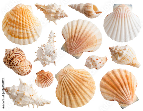 Assorted Beach Seashells with Varied Shapes and Patterns, isolated on a transparent background