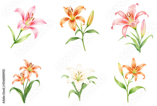 Collage of colorful lilies in different colors on transparent background, copy space
