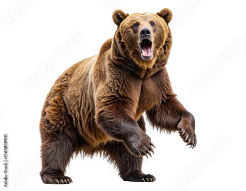 Brown Bear Standing Upright with Open Mouth, isolated on a transparent background