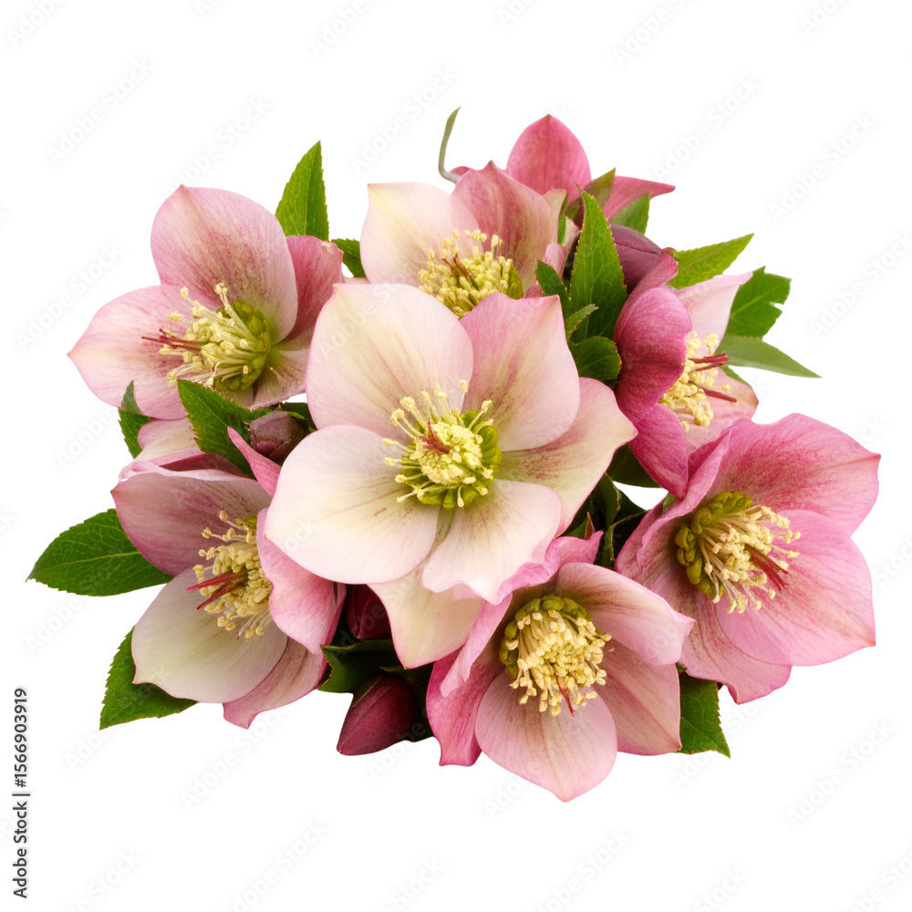 Fototapeta premium Side View of Clustered Hellebore Flowers with Buds and Leaves, Full Depth of Field, White Background