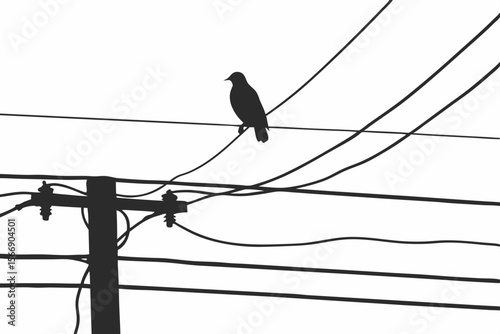 Silhouette of a bird perched on telephone wires pole electricity