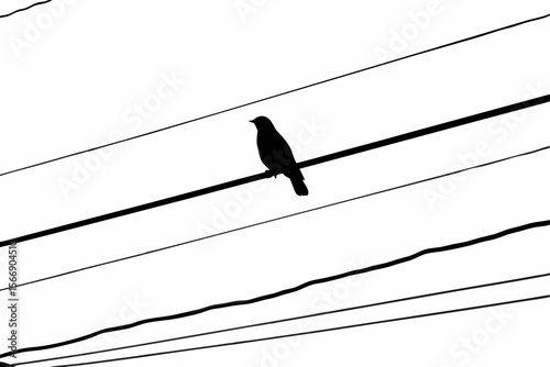 Silhouette of a bird on a telephone wire perched black