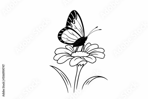 Butterfly on a Daisy flower insect