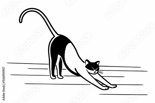 Black and white cat stretching on white background animal