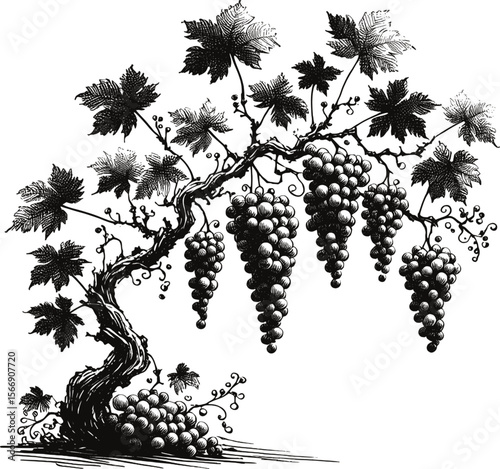A Symphony of Grapes tree vintage linework ink sketch hand drawn pen drawing plant vector illustration background