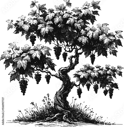 The Grapevine’s Embrace Grape tree vintage linework ink sketch hand drawn pen drawing plant vector illustration background