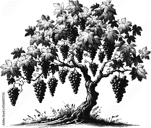 From Vine to Wine: The Grape Tree’s Journey vintage linework ink sketch hand drawn pen drawing plant vector illustration background