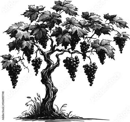 The Orchard’s Treasure: Ripe & Ready Grape tree vintage linework ink sketch hand drawn pen drawing plant vector illustration background