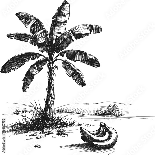 Tropical Treasure: The Banana Tree vintage linework ink sketch hand drawn pen drawing plant vector illustration background
