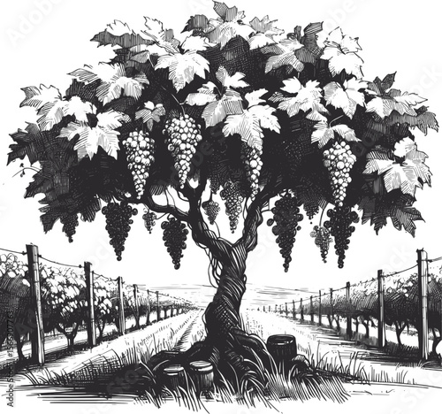 Nature’s Candy: Hanging in Abundance Grape tree vintage linework ink sketch hand drawn pen drawing plant vector illustration background