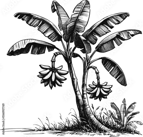 The Lush Life of a Banana Tree vintage linework ink sketch hand drawn pen drawing plant vector illustration background