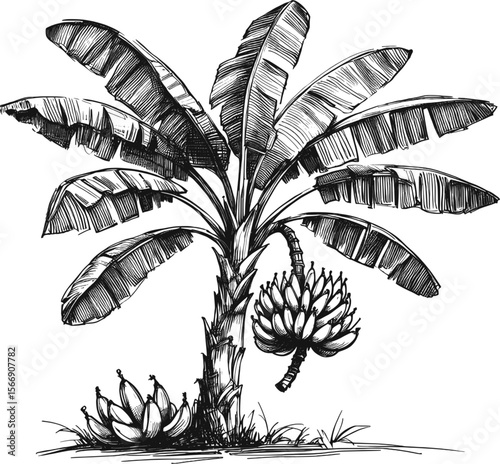 Nature’s Banana Factory tree vintage linework ink sketch hand drawn pen drawing plant vector illustration background