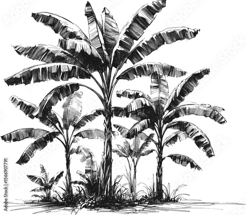 Bending Under the Weight of Sweetness banana tree vintage linework ink sketch hand drawn pen drawing plant vector illustration background