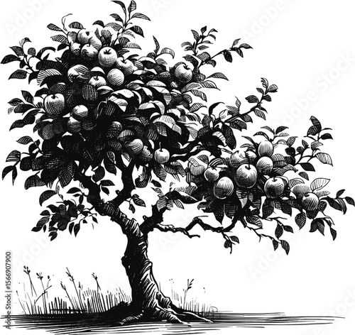 Autumn’s Bounty: Crimson Apples on the Tree vintage linework ink sketch hand drawn pen drawing plant vector illustration background