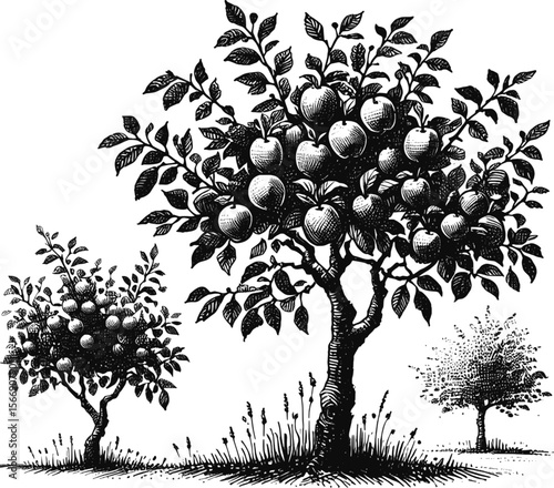 Sweet and Tart: An Apple Tree’s Gift vintage linework ink sketch hand drawn pen drawing plant vector illustration background