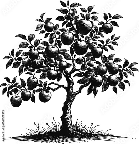A Taste of Nature: Apples Ready for Picking vintage linework ink sketch hand drawn pen drawing plant vector illustration background