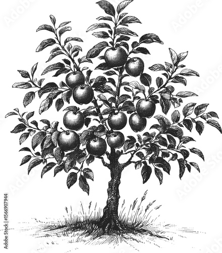 Orchard Beauty: A Single Apple Tree Standing Proud vintage linework ink sketch hand drawn pen drawing plant vector illustration background