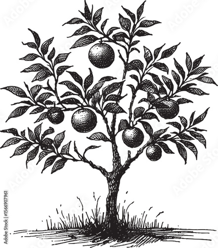 Golden Harvest: A Sunlit Orange Tree vintage linework ink sketch hand drawn pen drawing plant vector illustration background