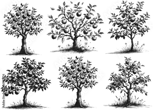 The Giving Tree: Apples for All to Enjoy vintage linework ink sketch hand drawn pen drawing plant vector illustration background