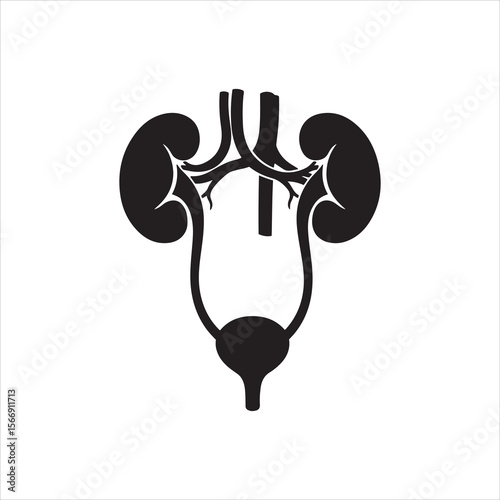 Stylized black and white representation of the human urinary system
