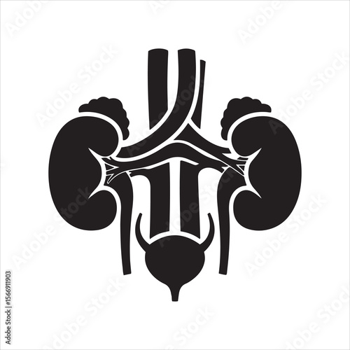 Stylized black and white representation of the human urinary system