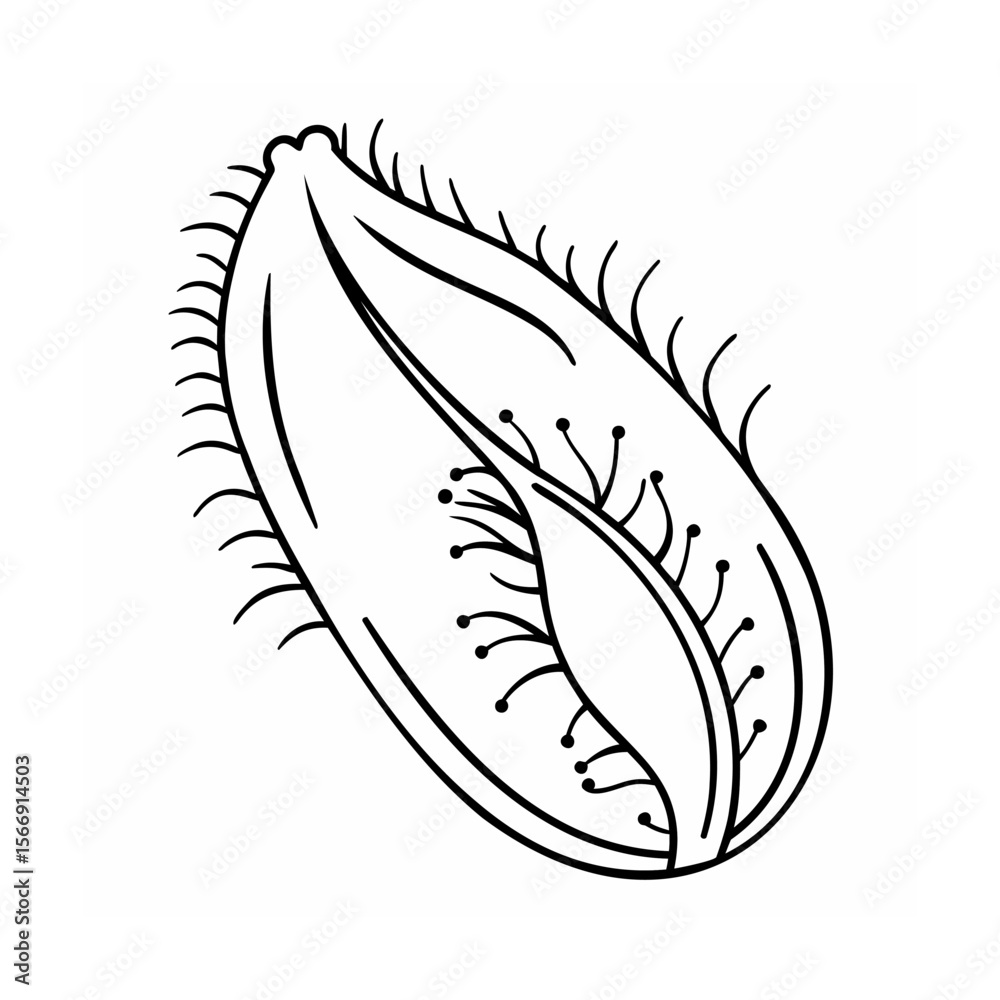 Obraz premium Black and white seed pod illustration with spiky edges and dotted details