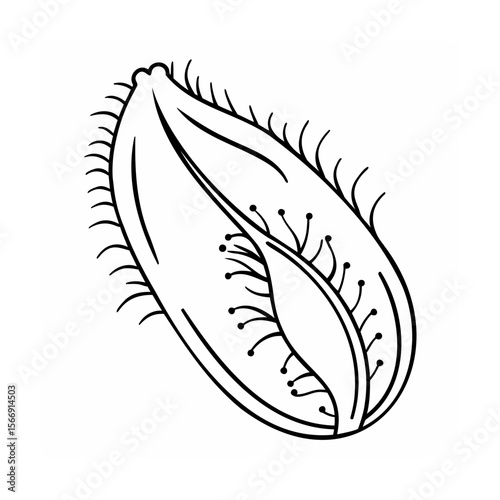 Black and white seed pod illustration with spiky edges and dotted details