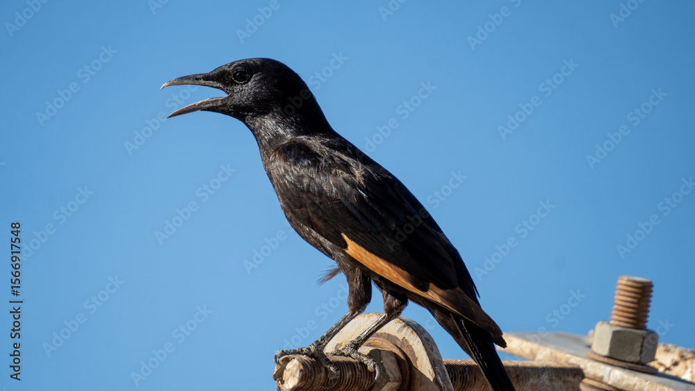 Obraz premium Tristram's starling calling while perched on a metal structure against blue sky 