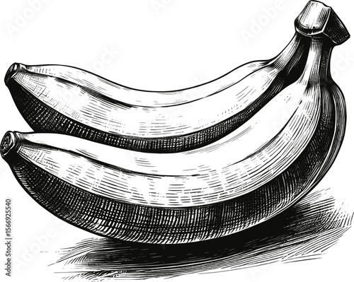 Smooth & Sweet Banana fruit vintage linework ink sketch hand drawn pen drawing summer vector illustration background