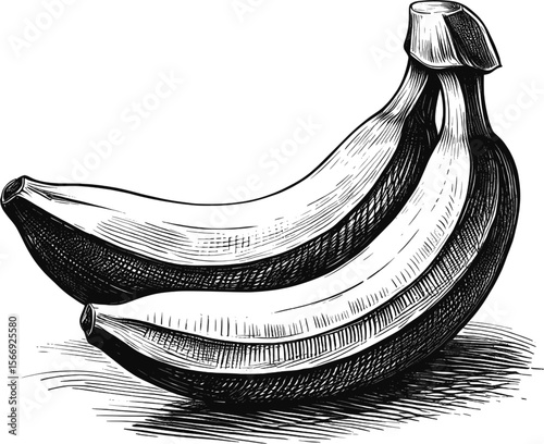 The Original Fast Food Banana fruit vintage linework ink sketch hand drawn pen drawing summer vector illustration background