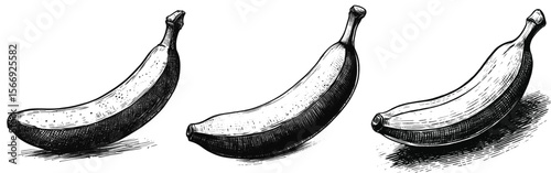 The Curves of Energy Banana fruit vintage linework ink sketch hand drawn pen drawing summer vector illustration background