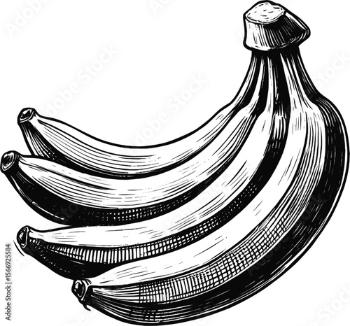 Peel & Reveal Banana fruit vintage linework ink sketch hand drawn pen drawing summer vector illustration background