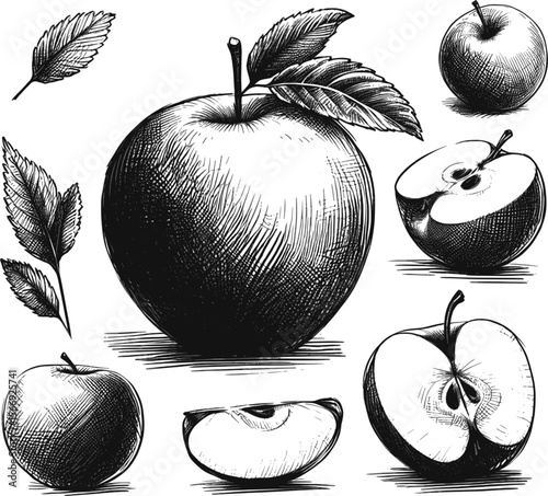 Shiny & Sweet Apple fruit vintage linework ink sketch hand drawn pen drawing summer vector illustration background