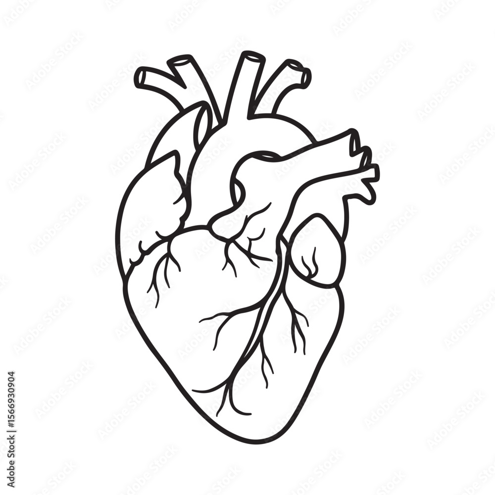 Obraz premium Anatomical Line Drawing of a Human Heart