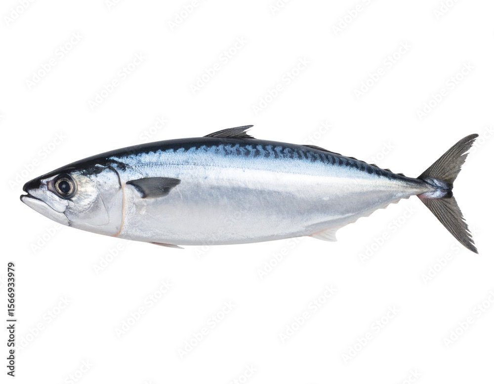 Whole Fresh Bain Fish with Shiny Scales, isolated on a transparent background Whole Fresh Bain Fish with Shiny Scales, isolated on a transparent background