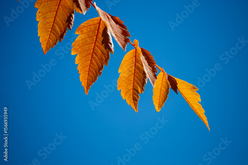 Golden Autumn Leaves Against a Clear Blue Sky