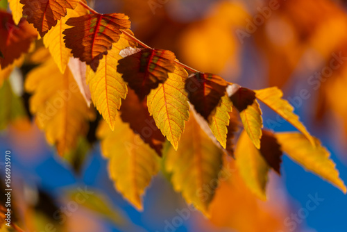 Vivid Autumn Leaves Close-Up Against a Bright Blue Sky