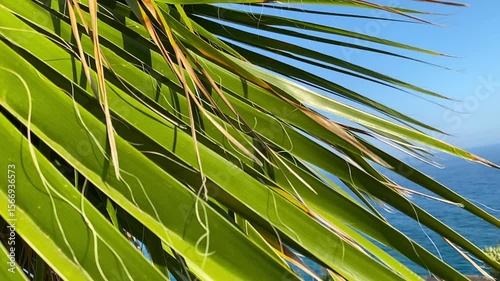 Green palm leaves gently sway in the breeze against a vibrant blue sky. A tropical and calming nature scene, ideal for travel, summer, relaxation, and vacation-themed visuals.