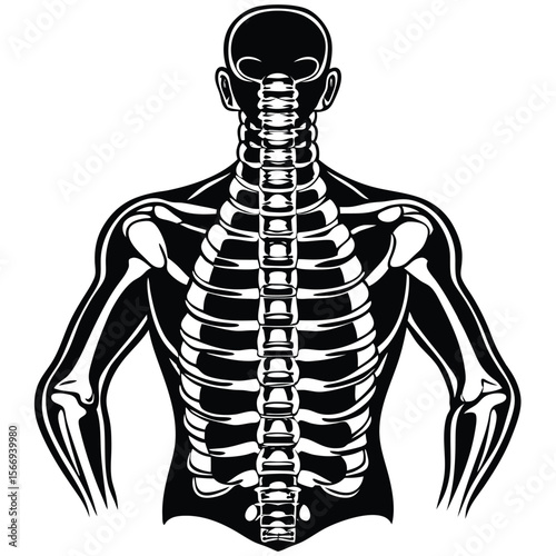 Human skeletal torso and spine human skeleton ribs