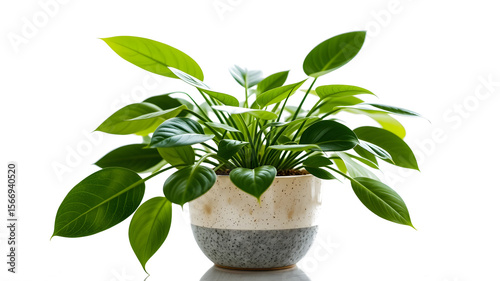 High-quality image of a lush green indoor palm plant placed in a stylish black designer pot. The plant features long, pointed, tropical-style leaves, making it perfect for home or office décor