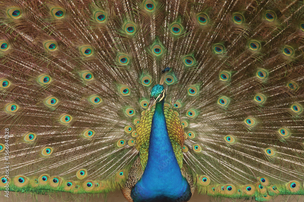 Obraz premium peacock with feathers out