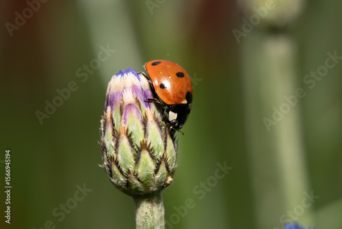 Ladybug on a Flower Bud