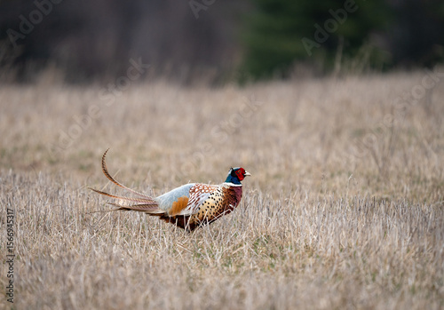 Ring Necked Pheasant